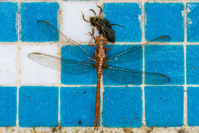 Close-up of insect on wall