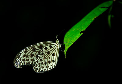 Close-up of butterfly on leaf against black background