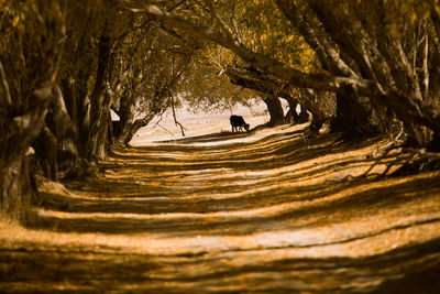 View of horse in a forest