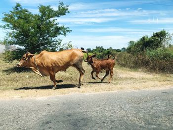 Horses on the road