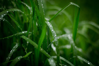 Close-up of wet grass during rainy season