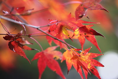 Close-up of red maple leaves on tree