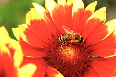 Close-up of bee on flower