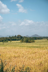 Scenic view of agricultural field against sky