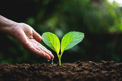 Cropped hand watering plant