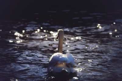 Close-up of duck swimming in sea