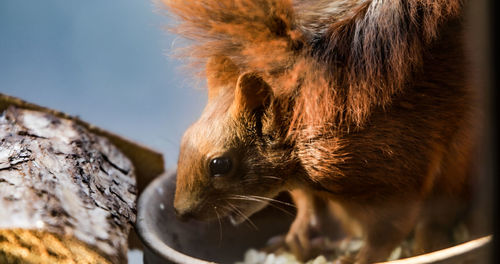 Close-up of squirrel