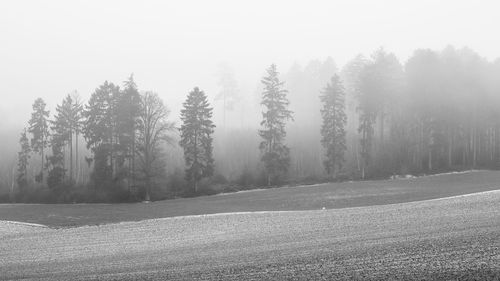 Trees on field against sky in forest