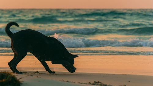 A dog is playing on the beach at sunrise