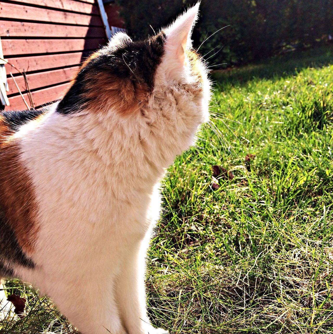 animal themes, domestic animals, one animal, pets, mammal, domestic cat, cat, feline, grass, looking away, dog, whisker, sunlight, animal, sitting, zoology, no people, side view, day, close-up