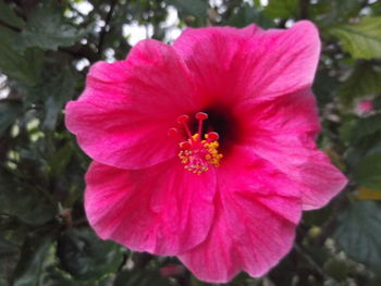 Close-up of pink hibiscus