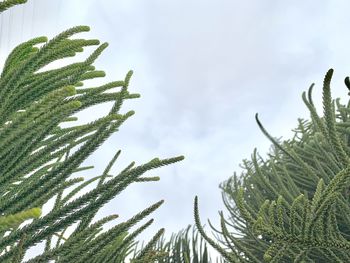 Low angle view of pine tree against sky