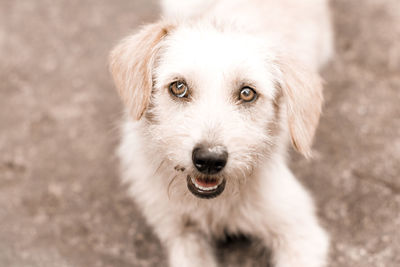 Close-up portrait of dog