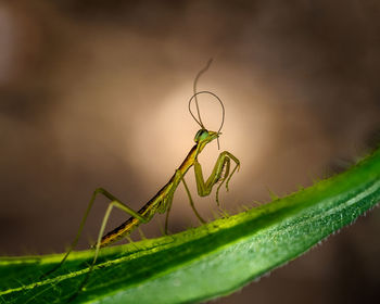 Close-up of insect on leaf