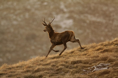 Side view of deer standing on field