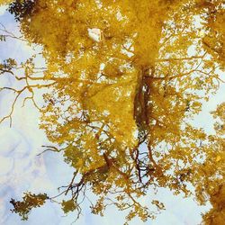 Low angle view of tree against sky