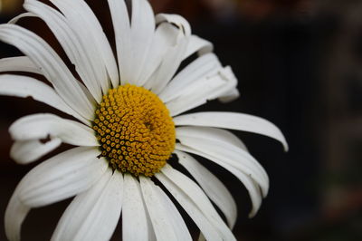 Close-up of daisy flower