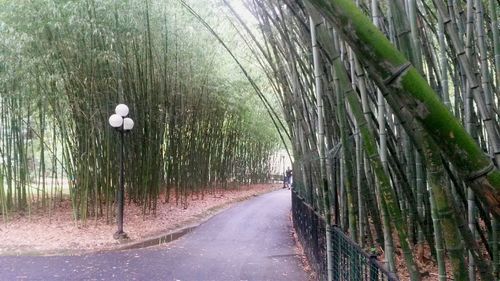 Empty road passing through forest