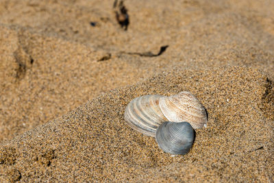 High angle view of shell on sand