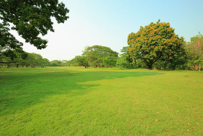 Scenic view of trees on field against sky