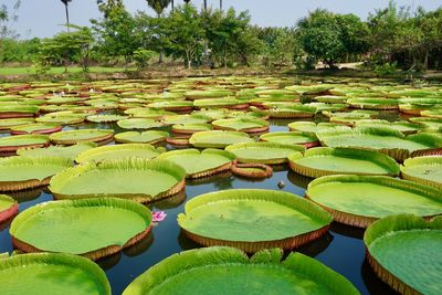 High angle view of water lillies