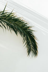 Close-up of palm tree against white background