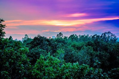 Silhouette of trees at sunset