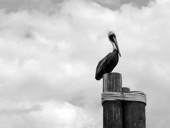 Low angle view of bird perching on wooden post