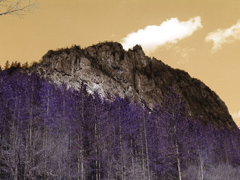 Low angle view of purple flowering plants against sky