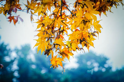 Low angle view of maple tree against sky