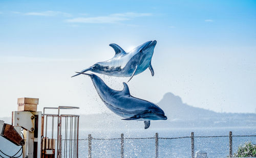 Dolphins jumping against sky