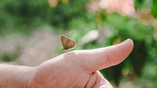 Butterfly on person hand against plants