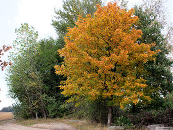 View of autumn trees in park
