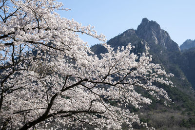 Low angle view of cherry blossom tree against sky