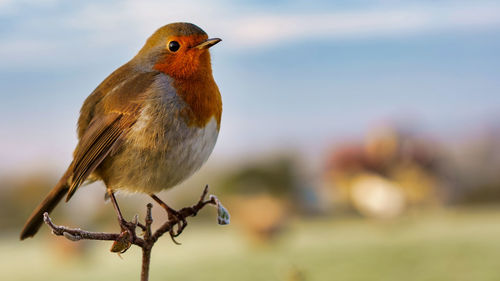 Close-up of bird perching on twig