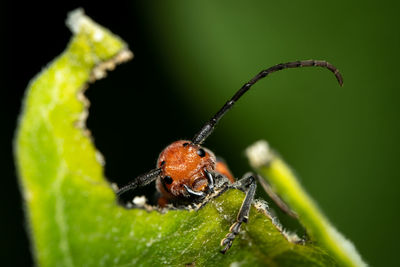 A red milkweed beetle eating a leaf against a green background.