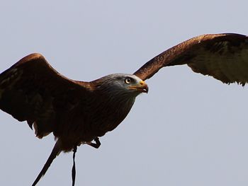 Red kite bird flying against clear sky