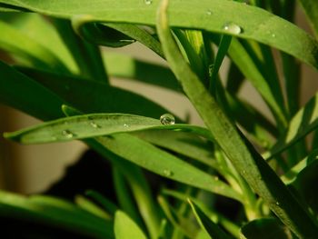 Close-up of insect on plant