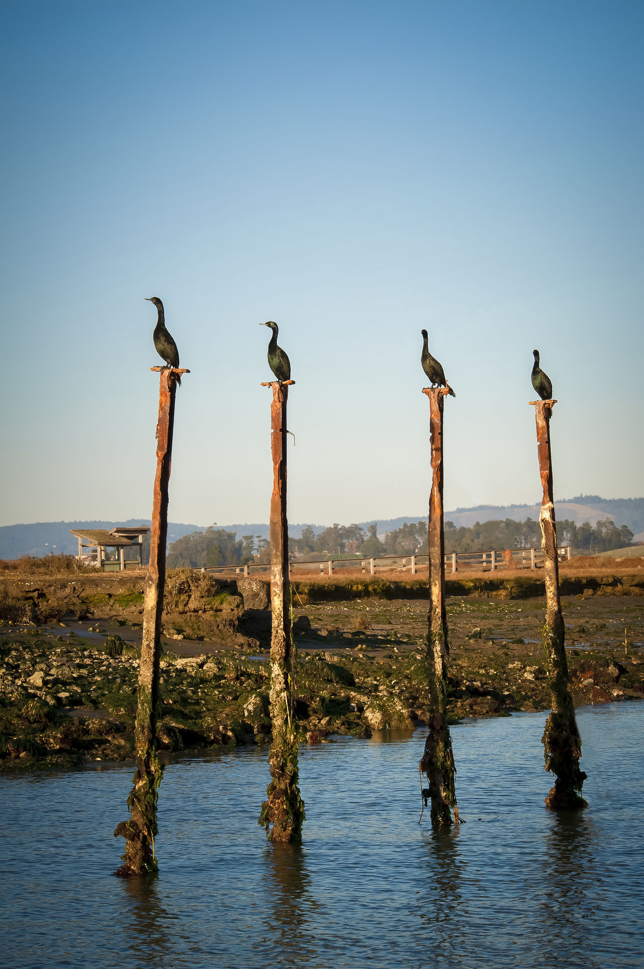 Perched birds