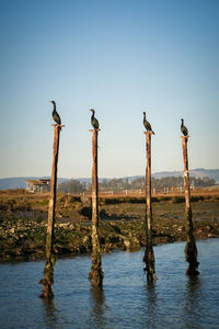 Birds perching on wooden post by lake against clear sky