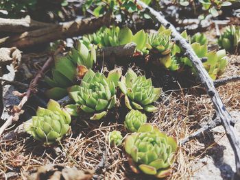 Close-up of prickly pear cactus growing outdoors