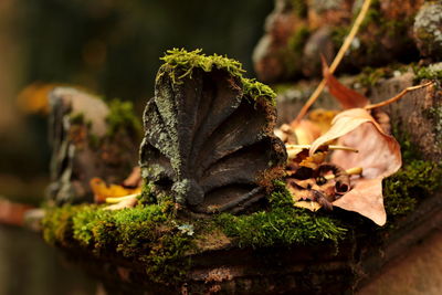 Close-up of lizard on tree