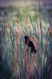 View of bird perching on grass