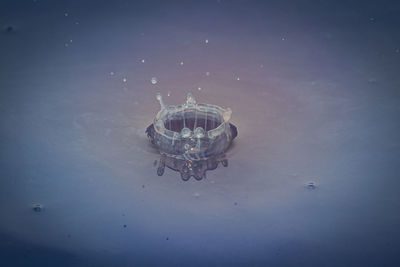 High angle view of jellyfish swimming in sea