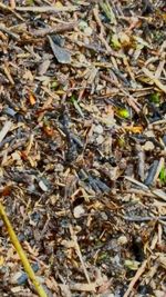 Full frame shot of dry leaves