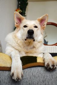 Portrait of dog resting on sofa at home
