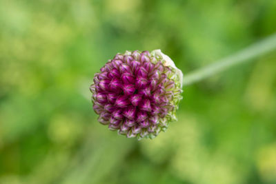 Close-up of pink flower against blurred background