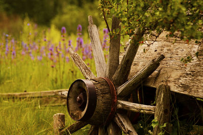 Close-up of purple flower on field by tree