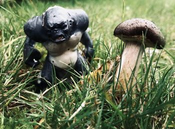 Close-up of mushrooms on field