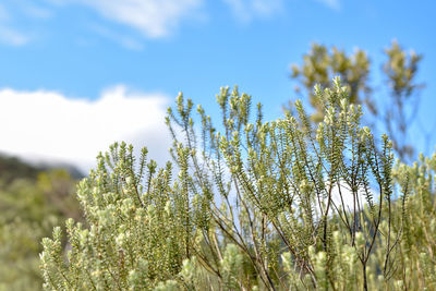 Close-up of flowering plant against sky